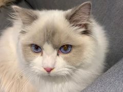 -momokira米努特·德文卷毛猫·棉花面纱犬