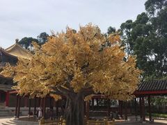 -广东圆玄道观
