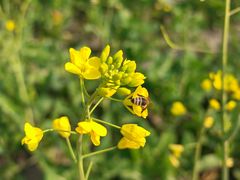 -中国天府农业博览园