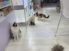 -喵的天空名猫咖啡馆·撸猫·猫舍·用品