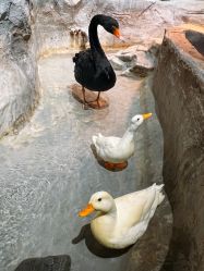 -Zoolung Zoolung动物主题公园(海信广场店)