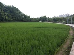 -贵阳市花溪国家城市湿地公园