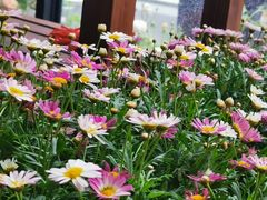 -金科花卉市场