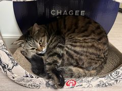 -爱洗澡的猫(望京店)