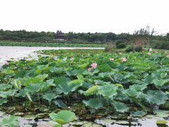 -上海海湾国家森林公园