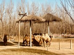 -北京野生动物园