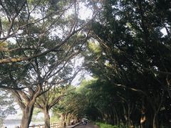 -大湾区中央湿地公园
