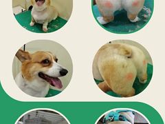 -芭比堂宠物医院·全科爱猫医院·仁德分院