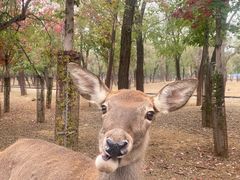 -秦皇岛野生动物园