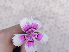 -团结湖公园