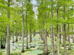 -池杉湖湿地公园