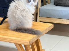 -鼓捣猫呢主题猫咖店