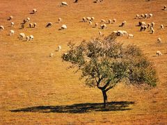 -乌兰布统景区-白桦林