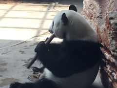 -石家庄市动物园