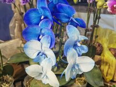 -双季花艺园艺市场(浦东店)