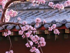 -桃花堤公园