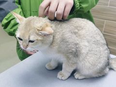 -爱侣宠医·鹦鹉专科·小型哺乳类·异宠专科(灵石路店)