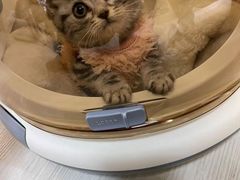 -喵zoo家庭繁育猫舍(尖东智能花园店)