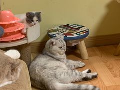 -Meowの猫咖(万家丽店)