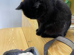 -中农大我爱我爱动物医院·核磁CT·猫病·24小时夜诊中心(石佛营店)