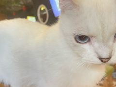 -猫猫幼稚园·撸猫·桌游·电玩