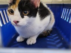 -派特宠物医院(圆融广场店)