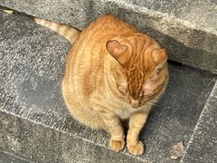 -西园寺素食(西园弄戒幢律寺店)