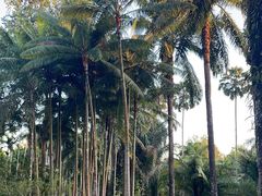 -中国科学院西双版纳热带植物园