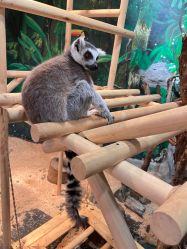 点击看大图 -Zoolung Zoolung动物主题公园(海信广场店)