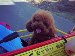 -永定河休闲森林公园