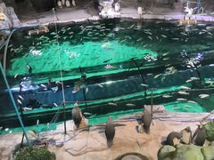 -西安曲江海洋极地公园