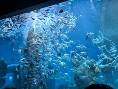 -哈尔滨波塞冬海底世界