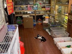 -溪岸路花鸟市场