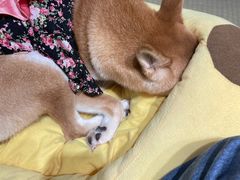 -逗柴咖啡屋·狗咖猫咖宠物桌游