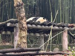 -都江堰中华大熊猫苑