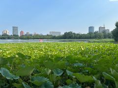 -莲花池公园