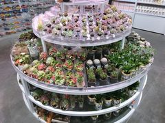 -KKV(深圳kk one 店)