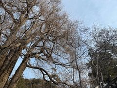 -潭柘寺景区