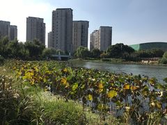 -新江湾城公园