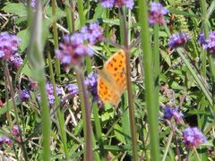 -北京东方普罗旺斯薰衣草庄园