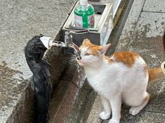 -龙华寺