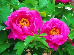 -国家植物园南园