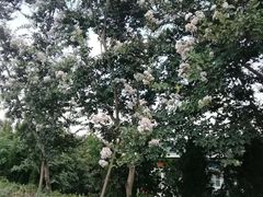 -武汉紫薇都市田园