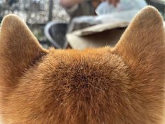 -柴犬高等学院·狗咖·柴犬售卖·宠物训练