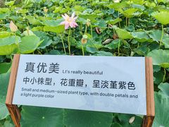 -荷花大观园
