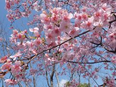 -大宁郁金香公园-停车场