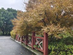 -上海滨江森林公园