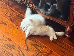 -宠爱国际动物医院· 猫科· 外科·中兽医(长白店)