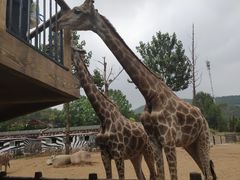 -大连森林动物园