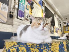 -平行世界·猫咖(首经贸店)